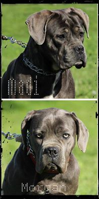 Dziś Madi i Morgana mają poddane zostaną sterylizacji